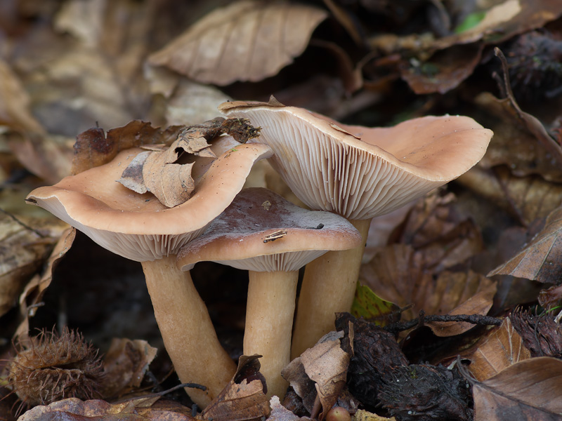 Lactarius subdulcis